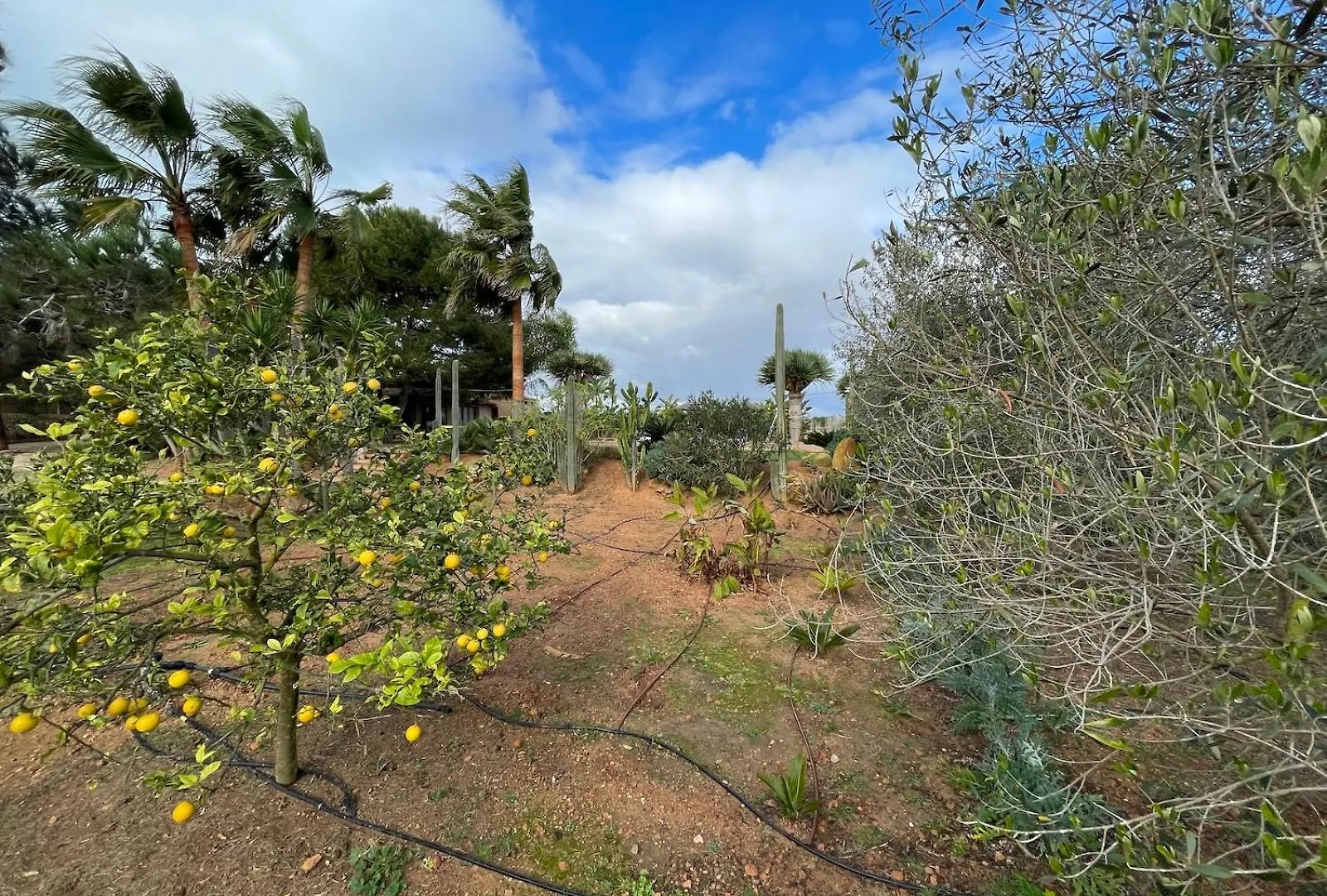 Finca Los Olivos - Grupo Berna Ses Salines  Ses Salines (Mallorca)